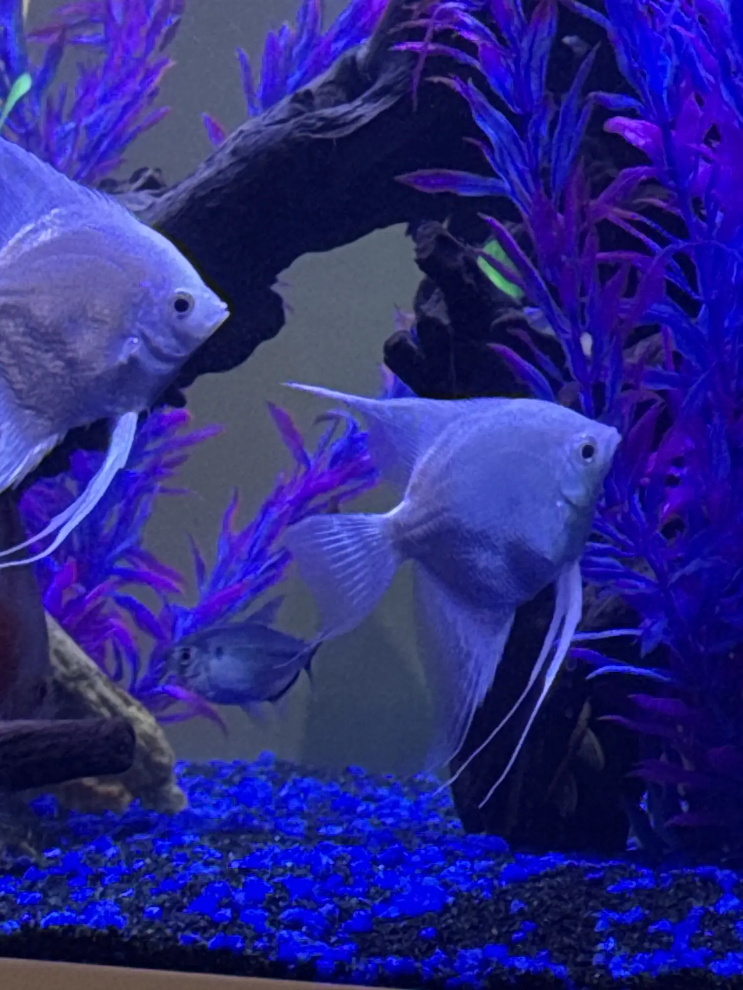 Platinum Angelfish